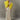 DANDALIONEVEST_001